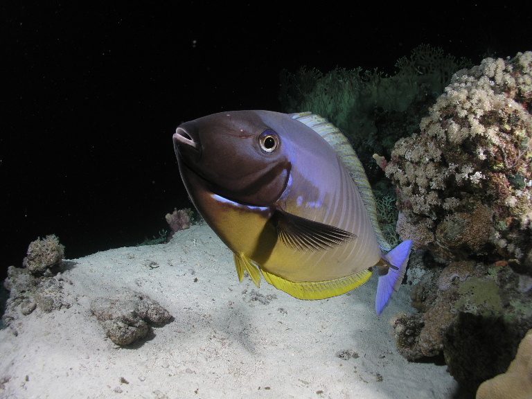 Surgeonfish