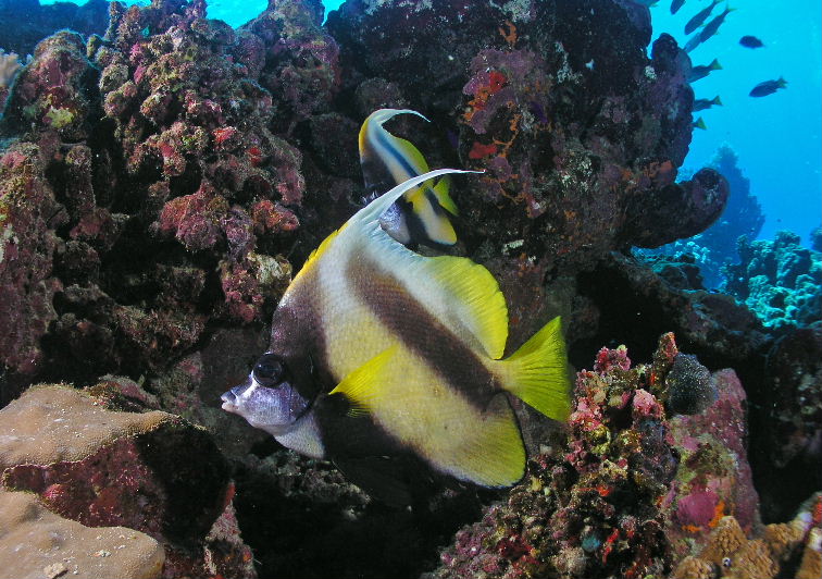 Bannerfish