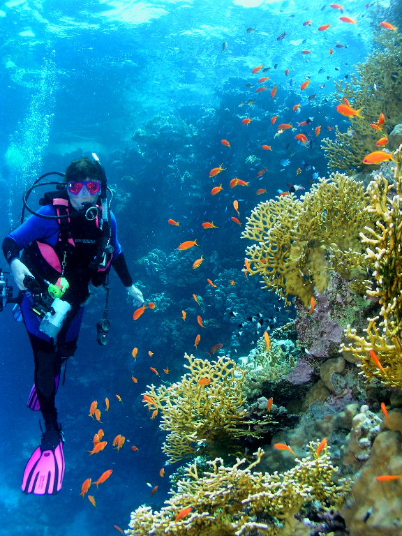 Bobs favorite model with fire corals and Red Sea Anthias