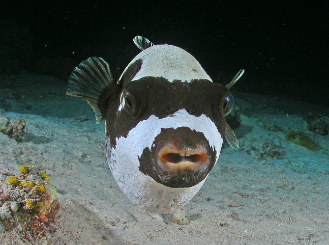 Puffer