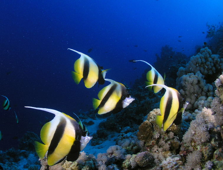 Bannerfish