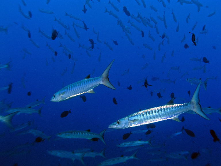 Barracudas