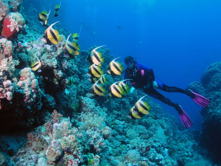 Carol with a school of bannerfish