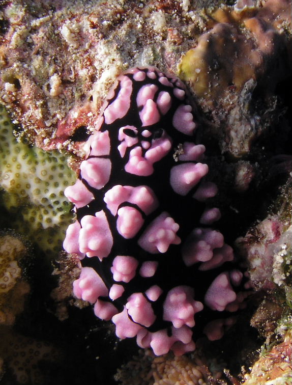 Warty slug
