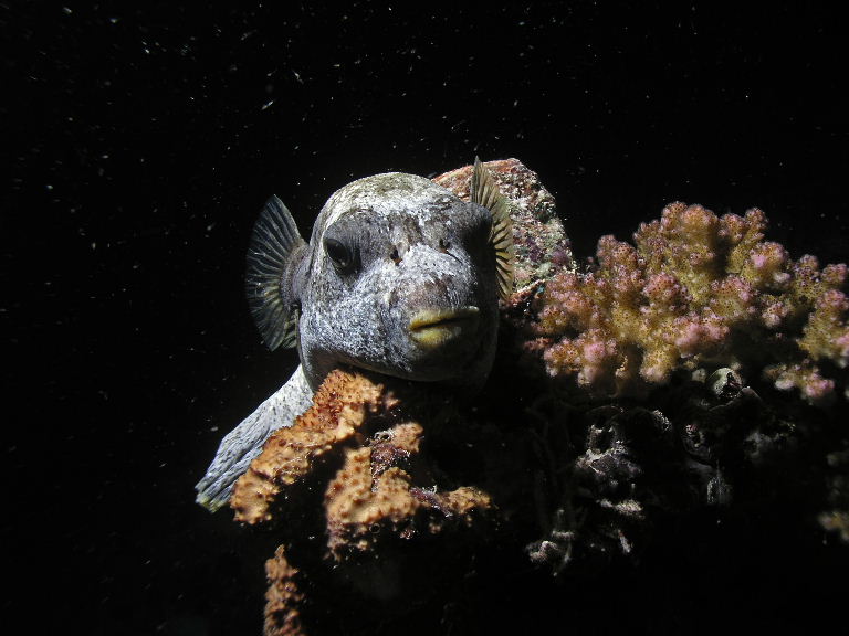 Puffer