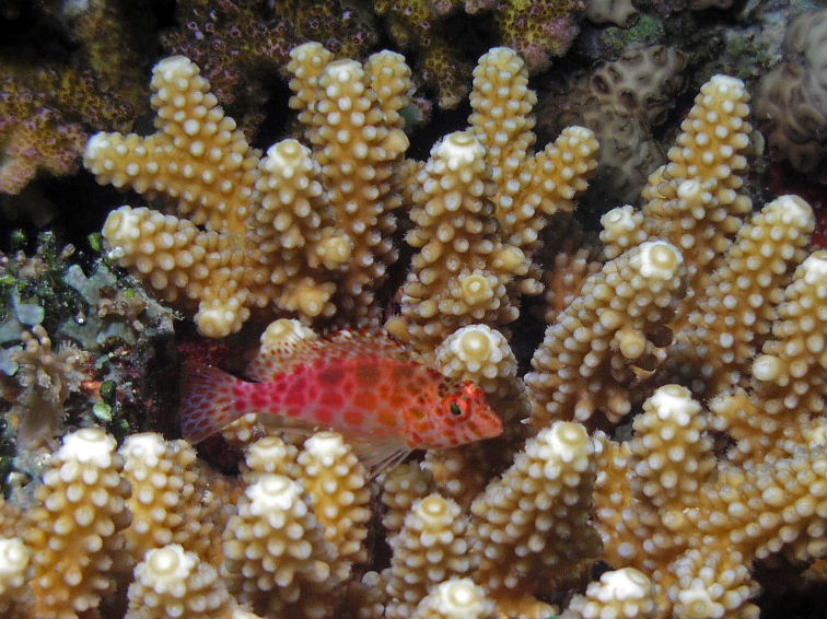 Hawkfish