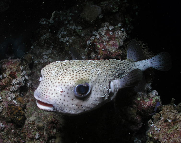 Burrfish