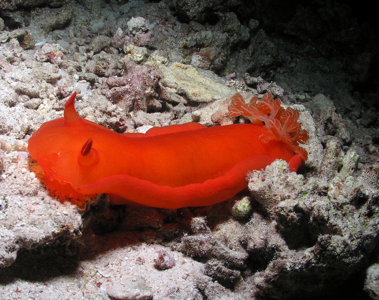 Spanish Dancer