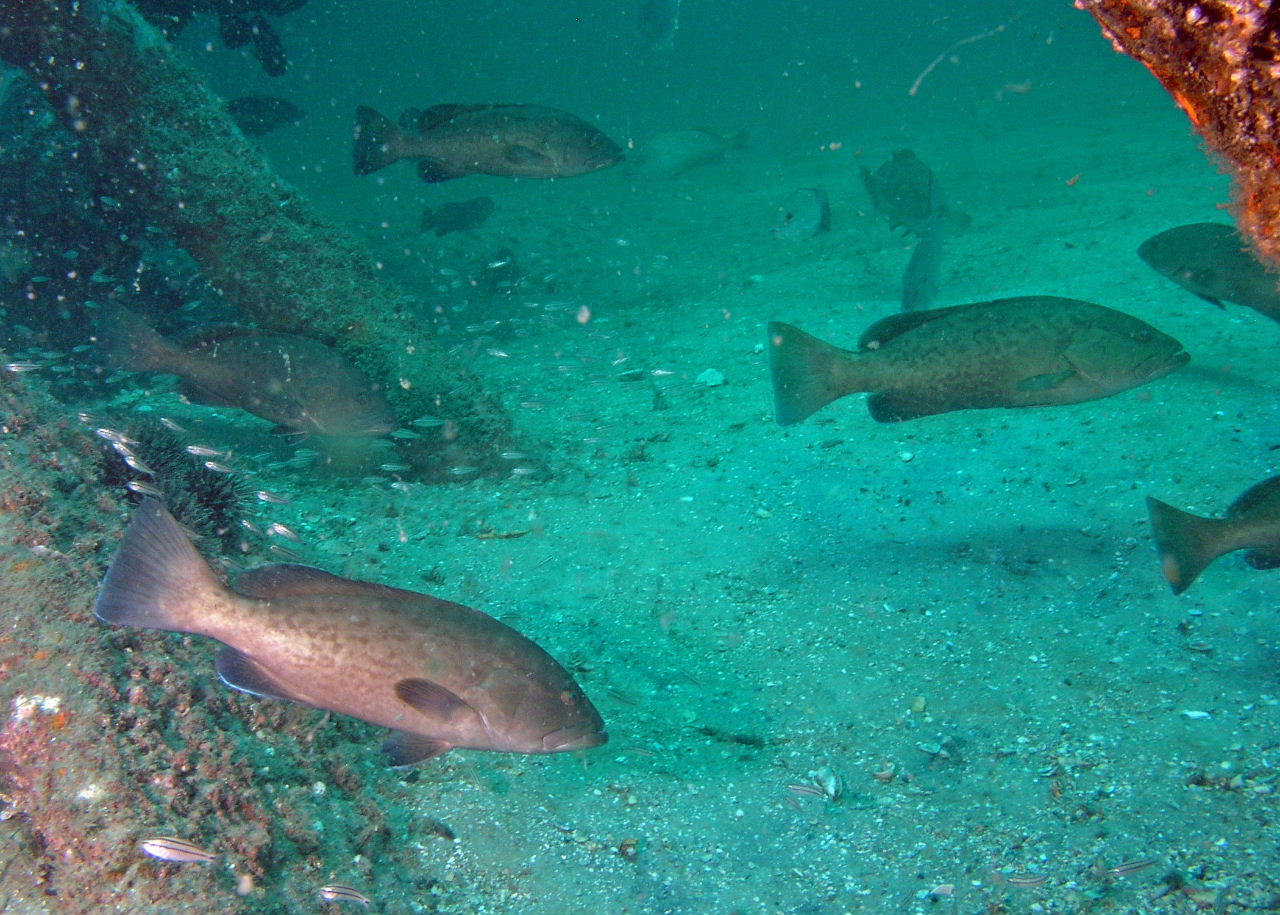 School of Gag Groupers