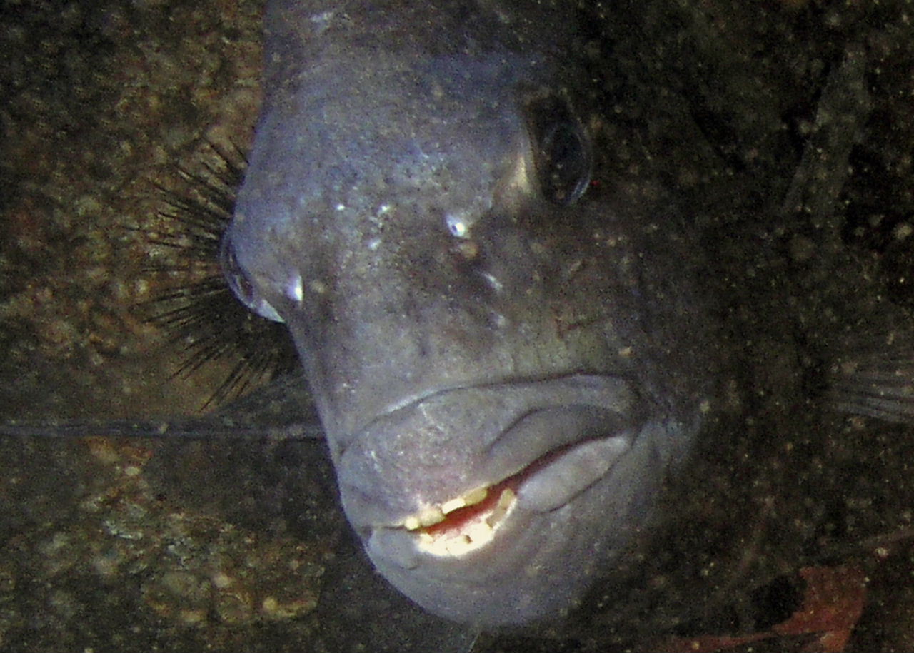 Face to face with a sheepshead--didnt I see those teeth in a novelty store?