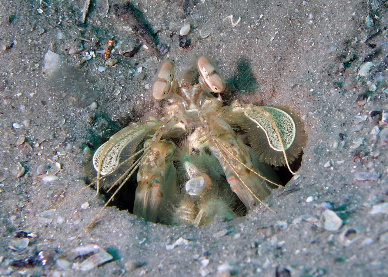 Mantis Shrimp