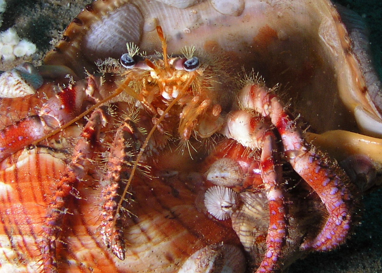 Hermit Crab