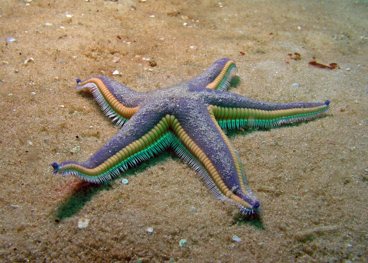 Beaded Sea Star
