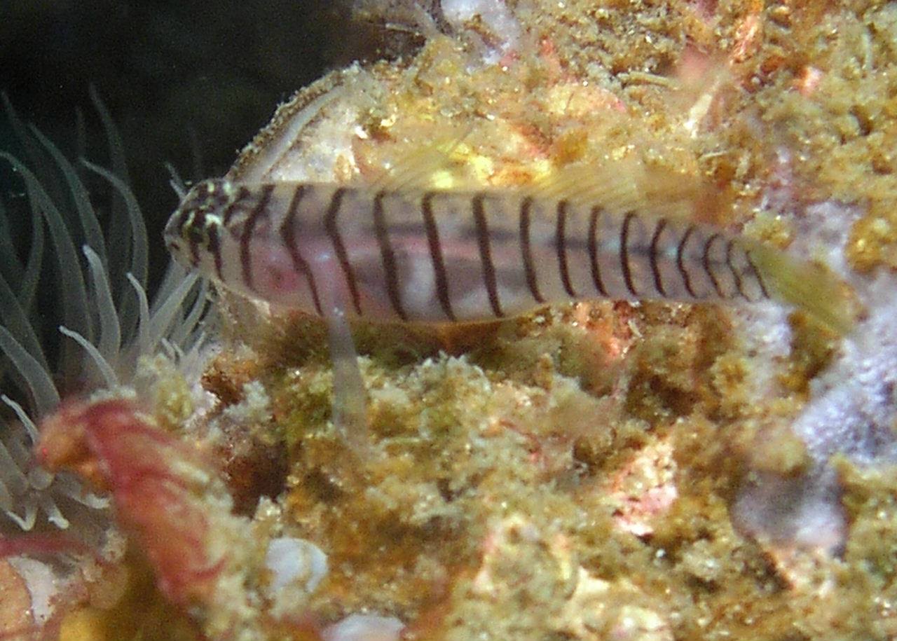 Tiger Goby