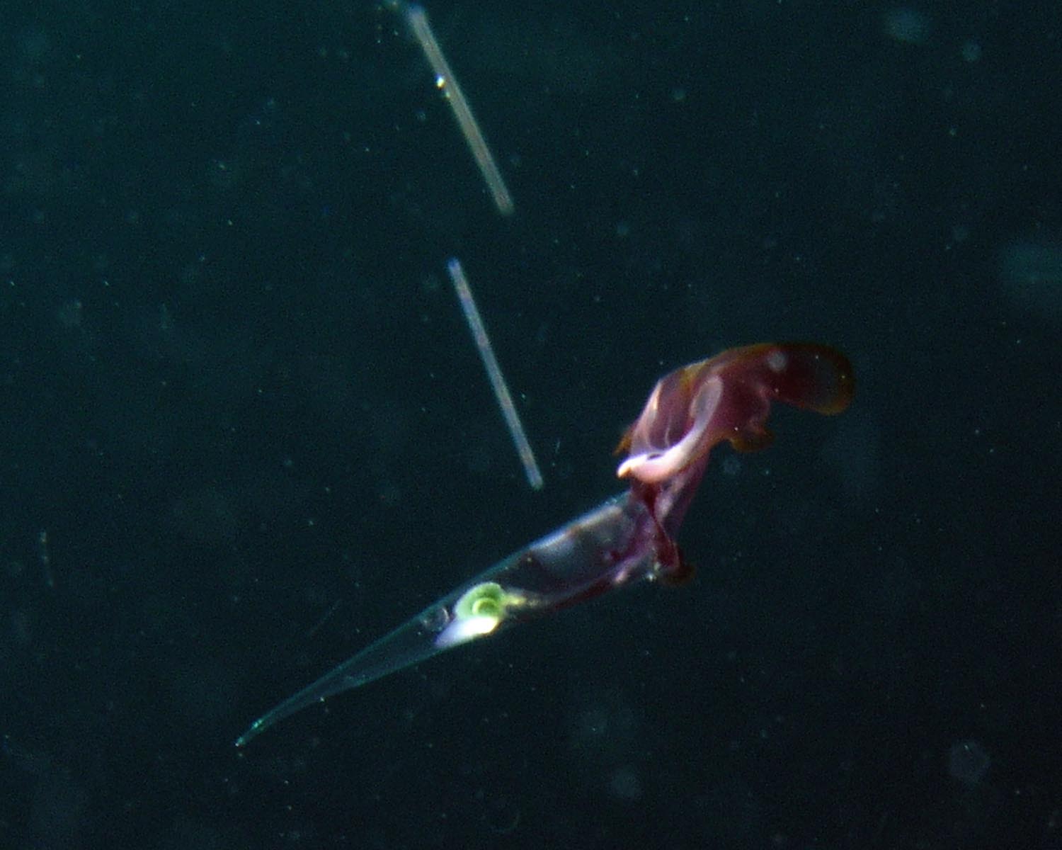 Pelagic Mollusk - Needle Pteropod - Creseis acicula