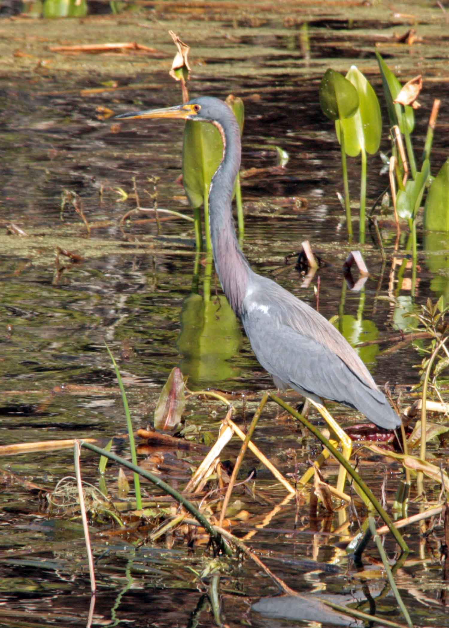 IMG_4539 tri colored heron.jpg