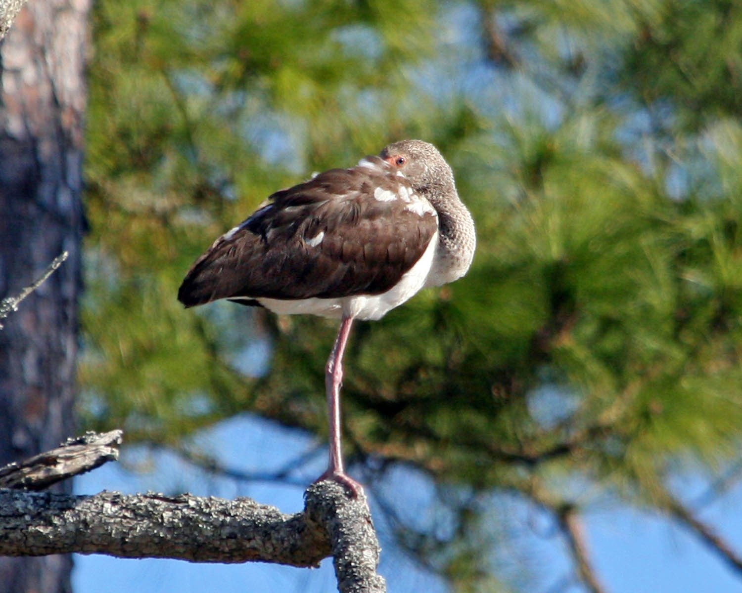 IMG_3324 young ibis naptime.jpg