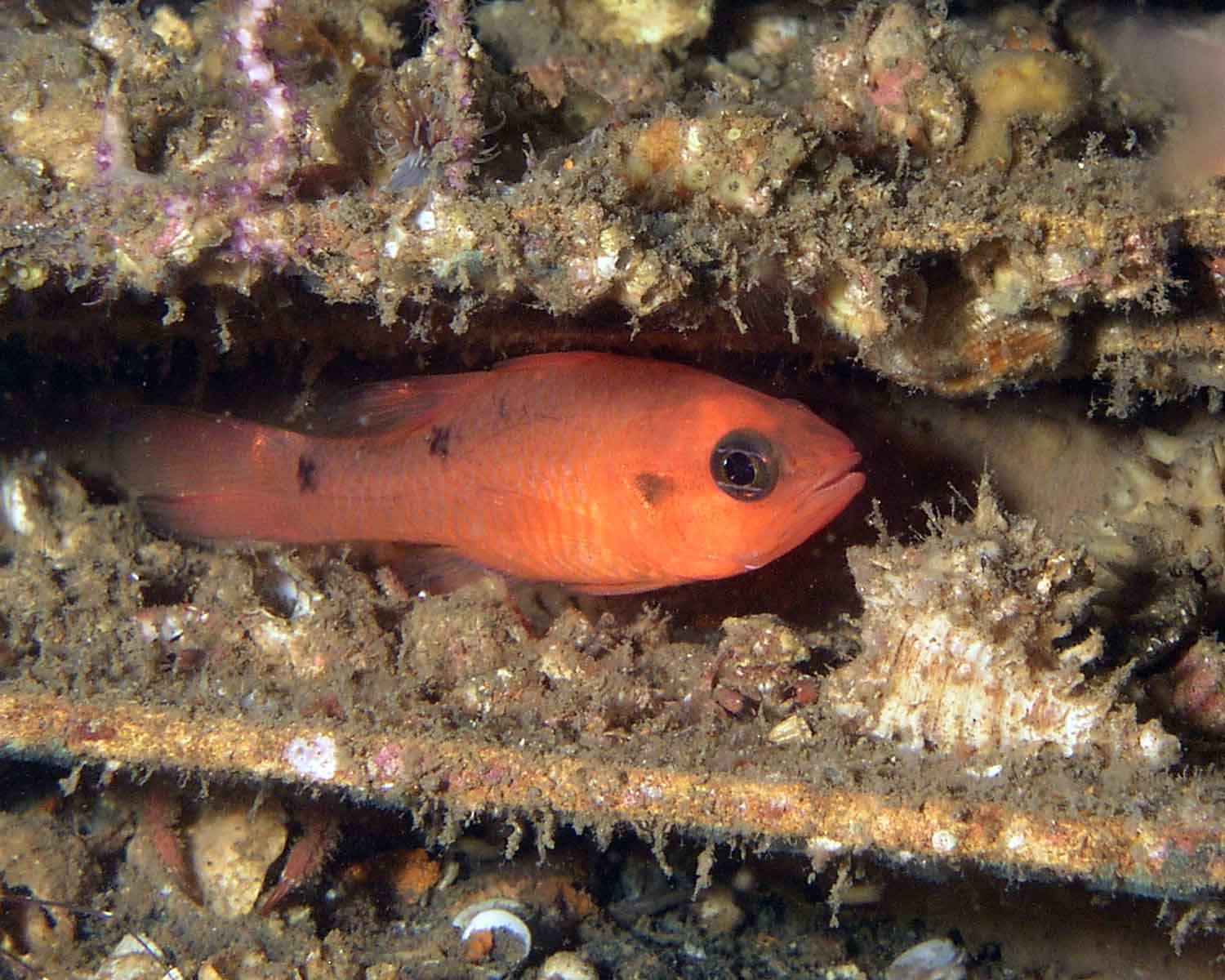 Two-Spot Cardinalfish 