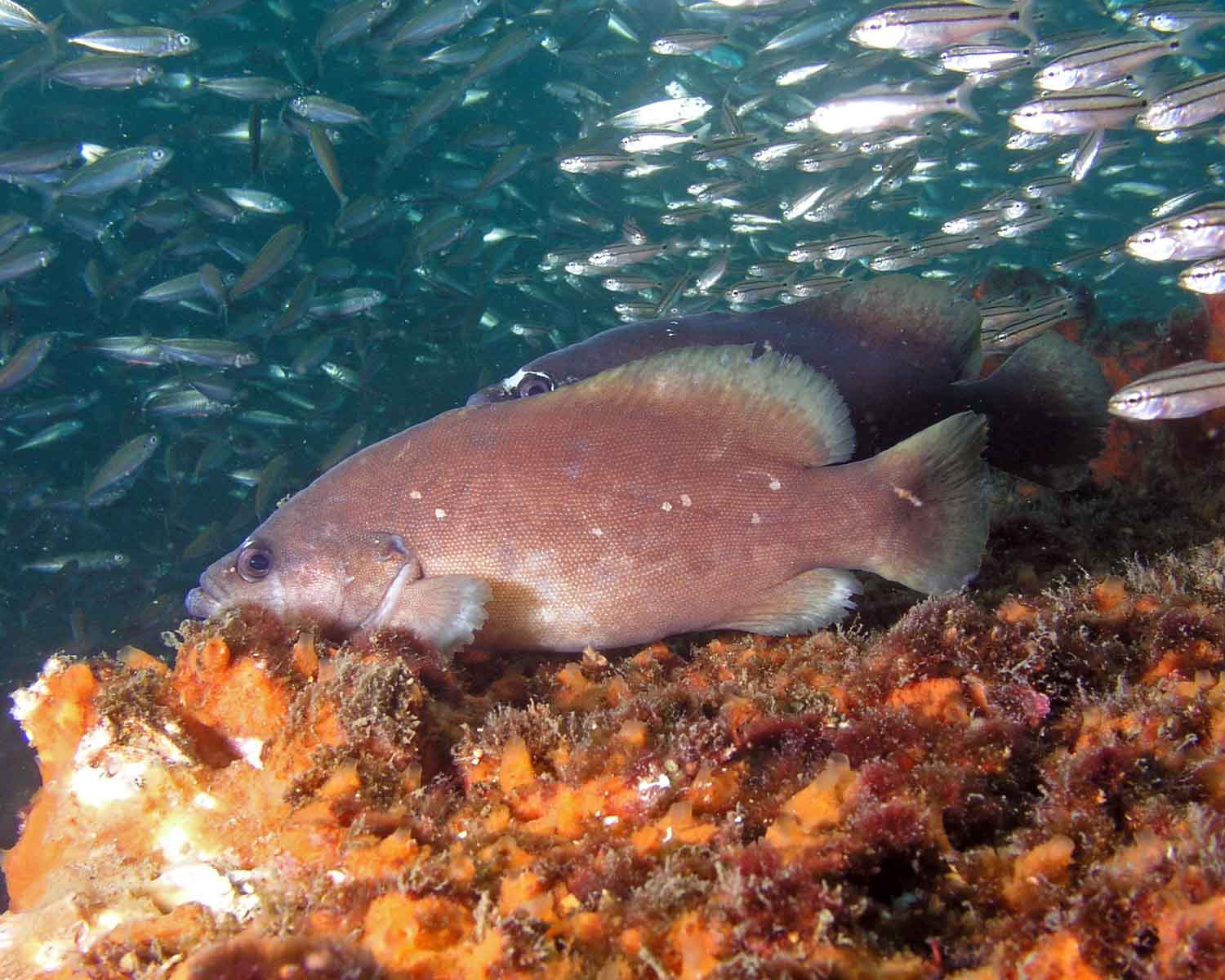 Whitespotted Soapfish