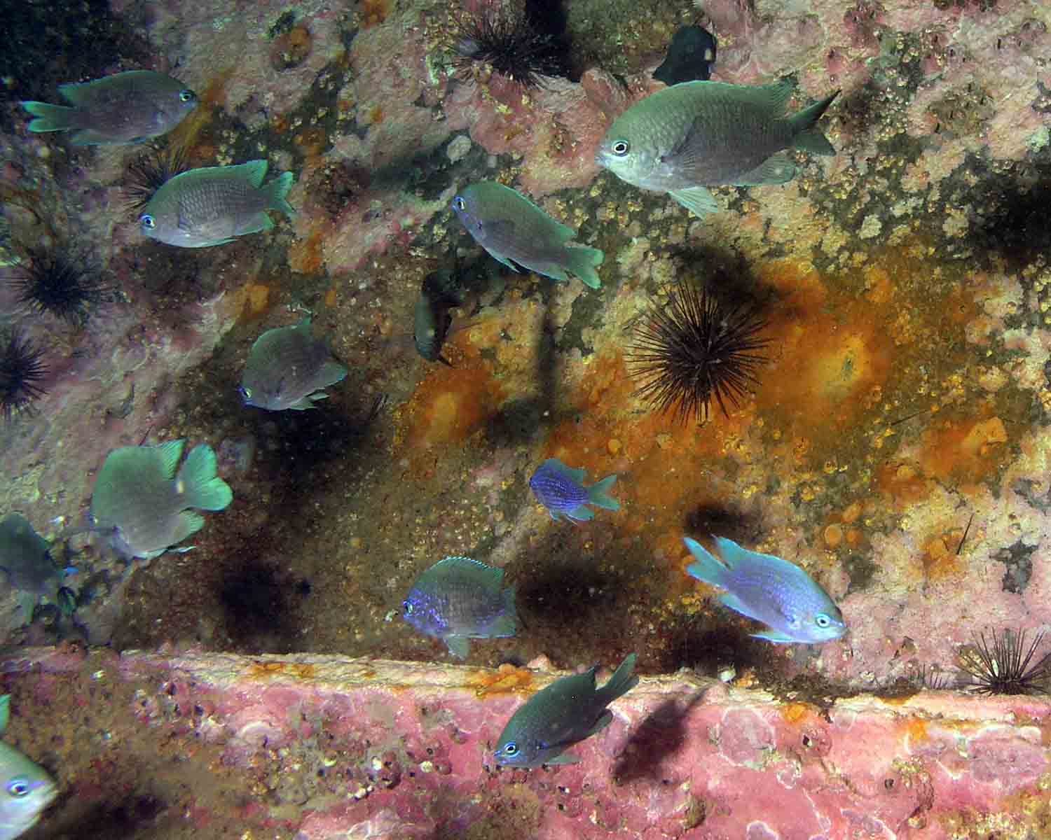 Purple Reeffish, found in great numbers on the wreck