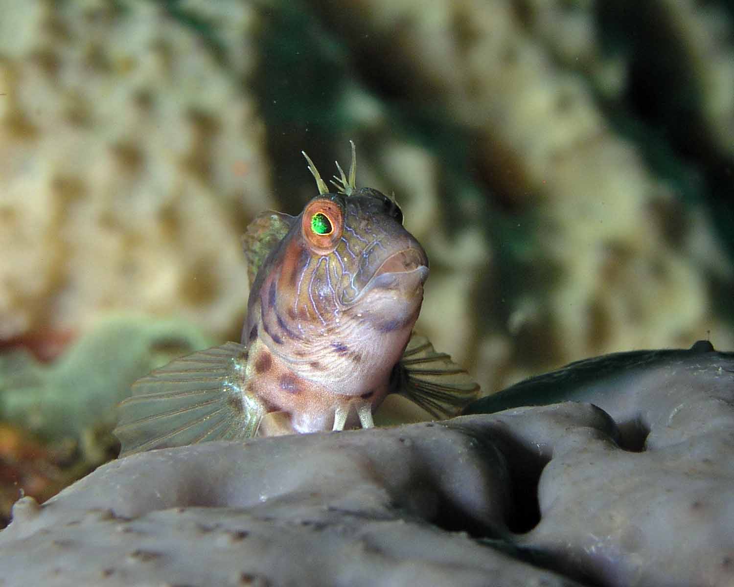 Seaweed Blenny 