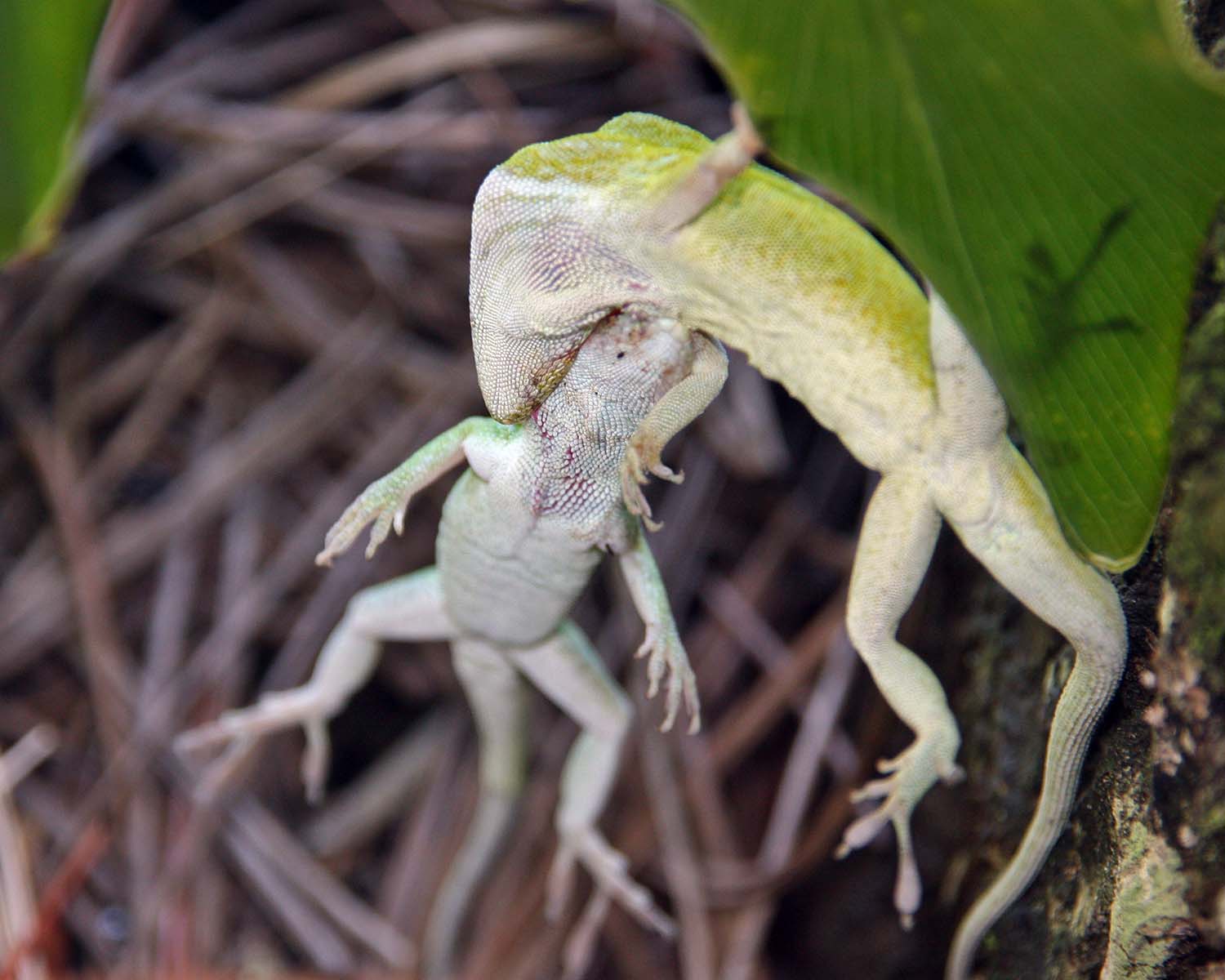 Lizard Lip Lock