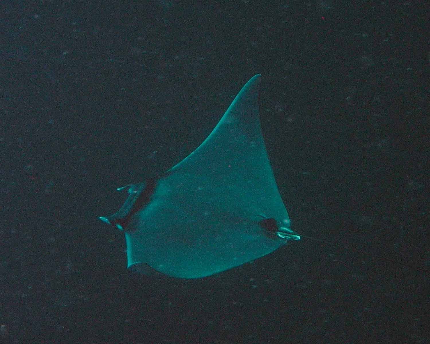 Manta Ray