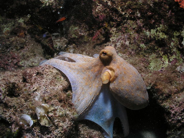 Octopus