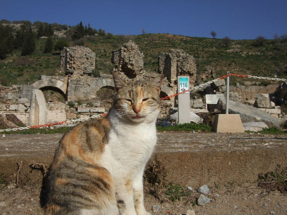 Ephesus bath cat