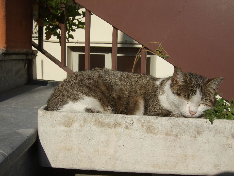 Another museum cat