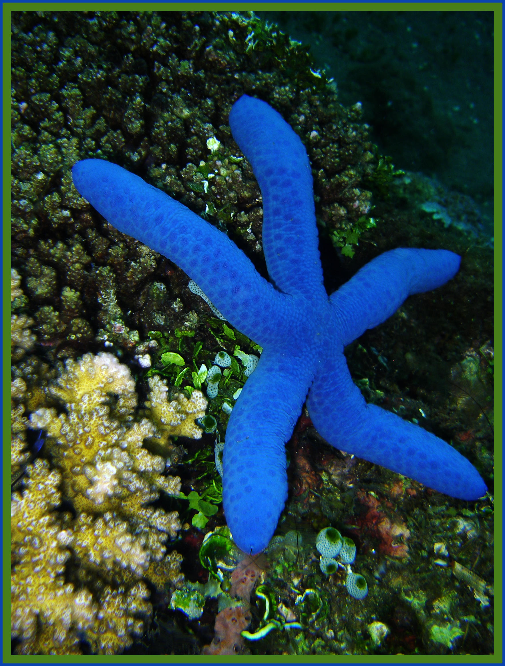 The Starfish