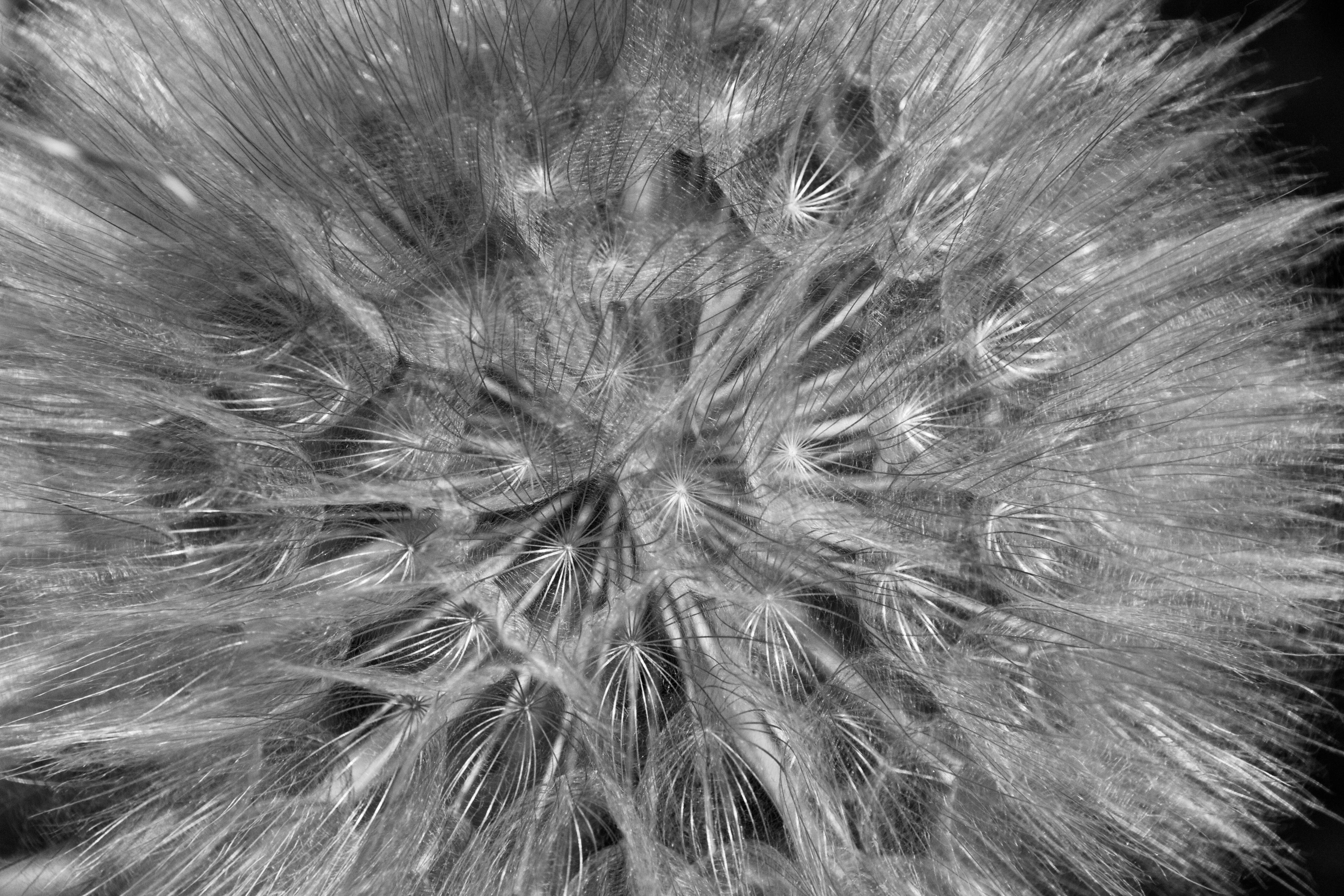 Yellow Salsify in Yosemite National Park
