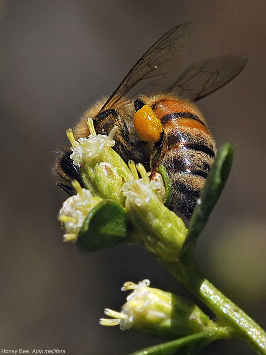 Honey Bee with yellow pollen