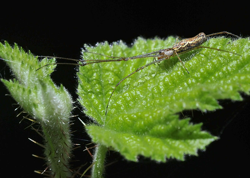 Long-jawed Orbweaver