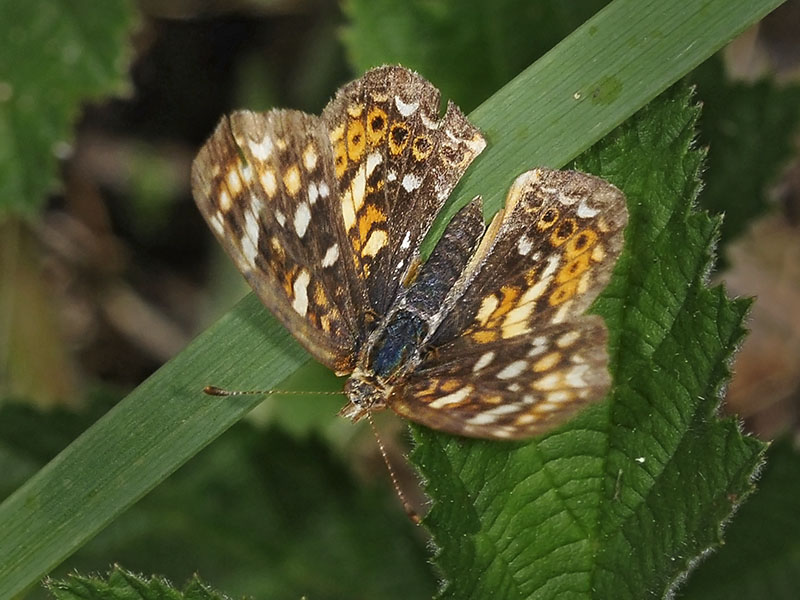 Phyciodes sp #1b