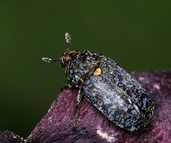 Carpet Beetle, Dermestes talpinus