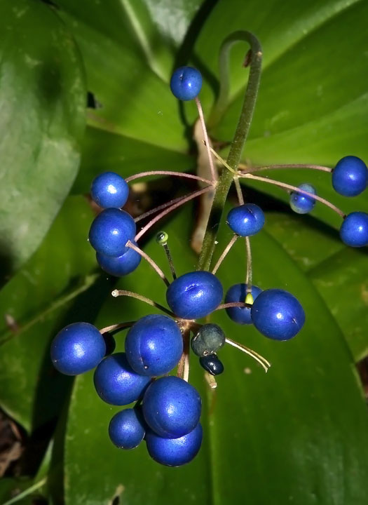 Red Clintonia