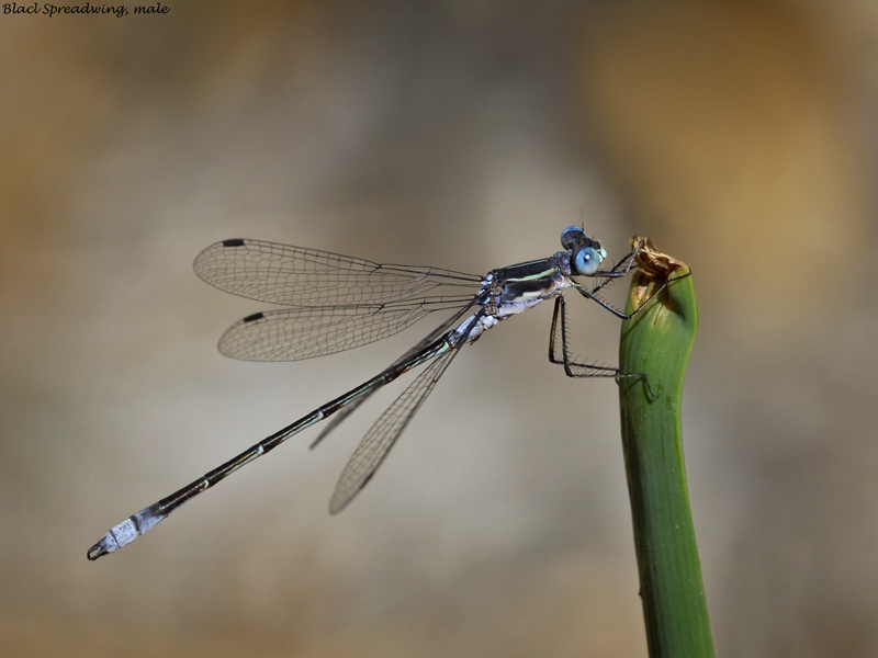 Black Spreadwing, male