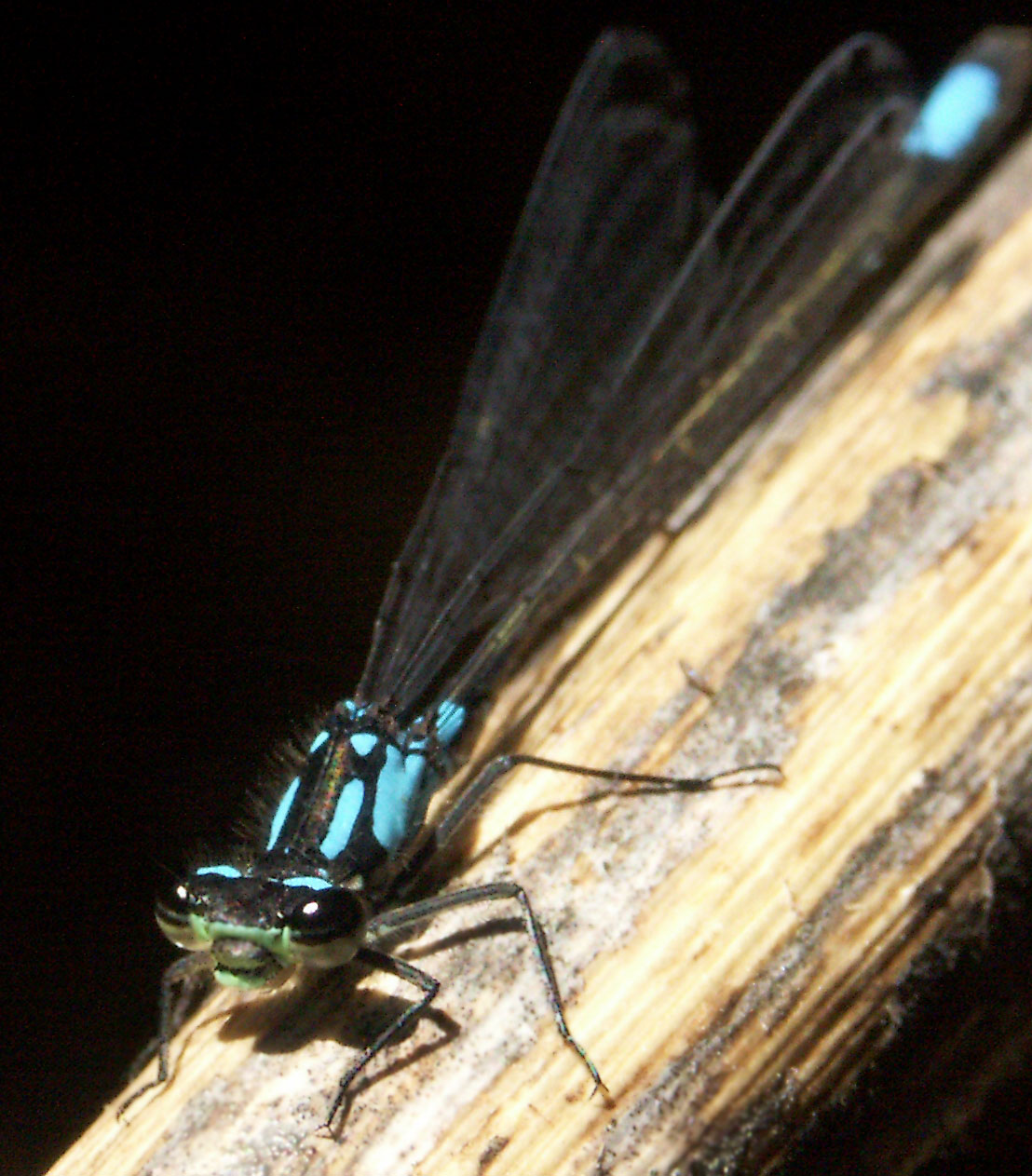Exclamation Damsel, male
