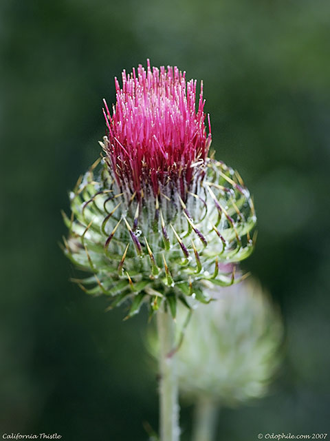 California Thistle, Cirsium californicum