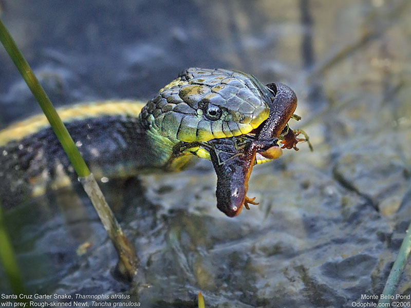 Santa Cruz Garter Snake, Rough-skinned Newt 1
