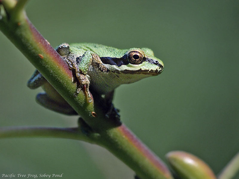 Pacific Treefrog