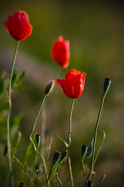 Mak (Papaver L.)