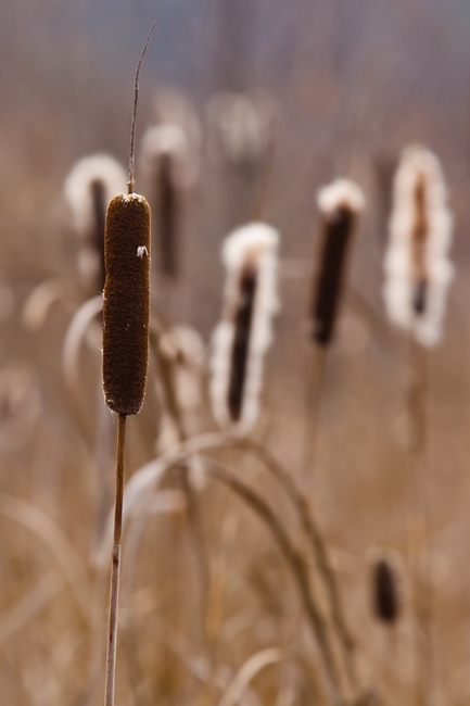 Palka (Typha L.)