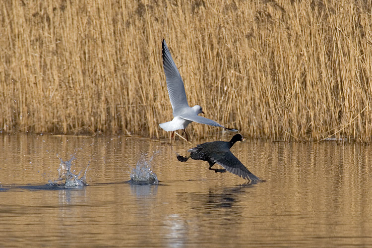 Lyska (<i>Fulica atra</i>)