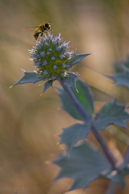 Mikoajek nadmorski (<i>Eryngium maritimum</i>)