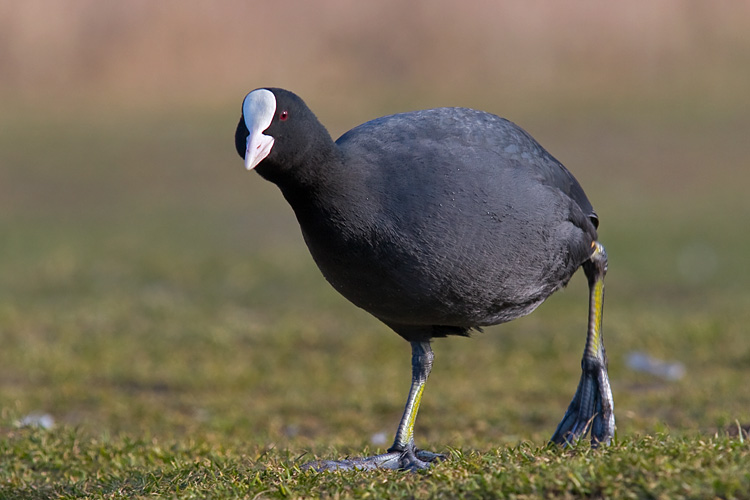 Lyska (<i>Fulica atra</i>)