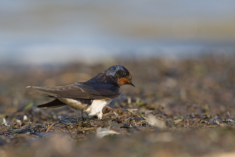 Dymowka (<i>Hirundo rustica</i>)