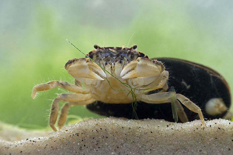 Krabik amerykanski (<i>Rhithropanopeus harrisii</i>)