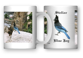 Stellar Blue Jay